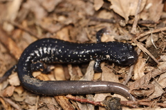 Plethodon glutinosus