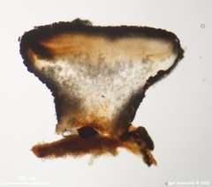 Tryblidiopsis magnesii