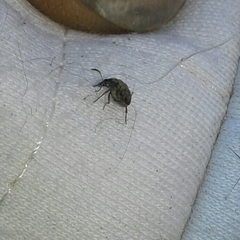 Acanthoscelides obtectus