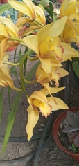 Lycaste
