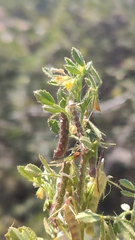 Ononis ornithopodioides