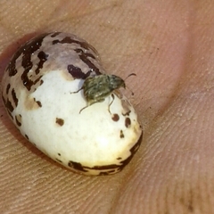 Acanthoscelides obtectus