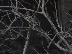 Passer hispaniolensis hispaniolensis