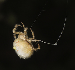 Ordgarius magnificus