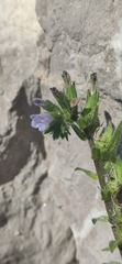 Echium parviflorum