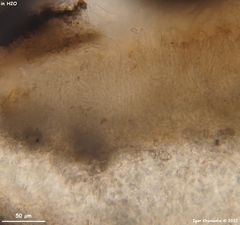 Tryblidiopsis magnesii