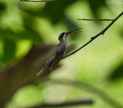 Phaethornis