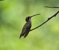 Phaethornis