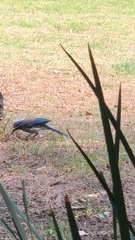 Aphelocoma woodhouseii