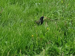 Sturnus vulgaris