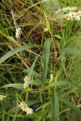 Persicaria lapathifolia
