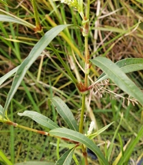 Persicaria lapathifolia