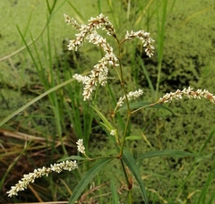 Persicaria lapathifolia