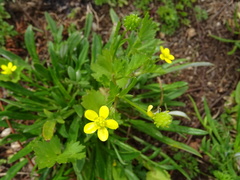 Ranunculus muricatus