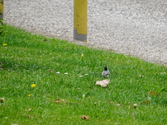 Motacilla alba