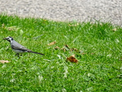 Motacilla alba