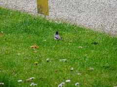 Motacilla alba