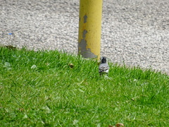 Motacilla alba