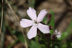 Silene caroliniana