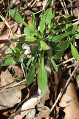 Silene caroliniana