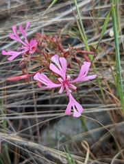 Clarkia concinna concinna