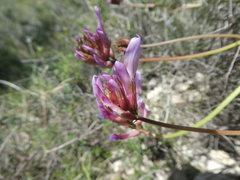 Astragalus monspessulanus monspessulanus
