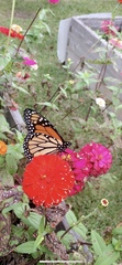 Danaus plexippus