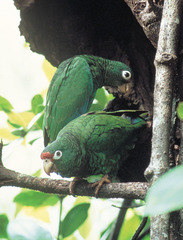 Puerto Rican Amazon photo 4