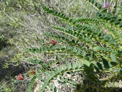 Astragalus monspessulanus monspessulanus
