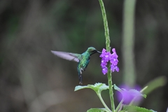 Chlorostilbon melanorhynchus