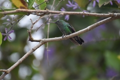 Chlorostilbon melanorhynchus