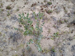 Helianthus niveus