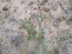 Helianthus niveus
