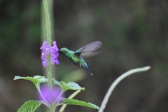 Chlorostilbon melanorhynchus