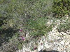 Astragalus monspessulanus monspessulanus