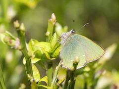 Callophrys rubi