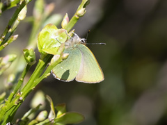 Callophrys rubi