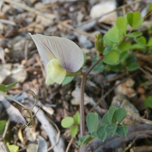 vika veľkokvetá (Vicia grandiflora)