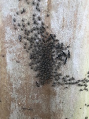 Cerastipsocus venosus