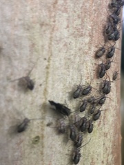 Cerastipsocus venosus