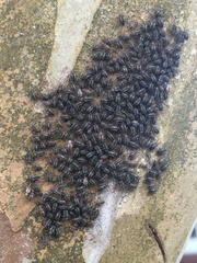 Cerastipsocus venosus