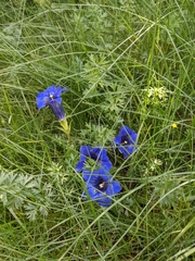 Gentiana acaulis