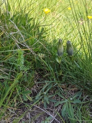 Gentiana acaulis