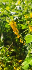 Melilotus italicus