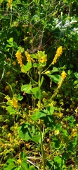 Melilotus italicus