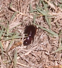 Temnorhynchus retusus