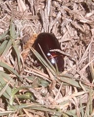 Temnorhynchus retusus