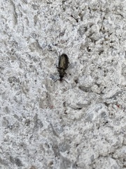 Salpingus viridiaeneus