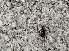 Salpingus viridiaeneus