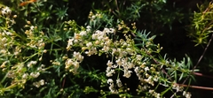 Galium aetnicum